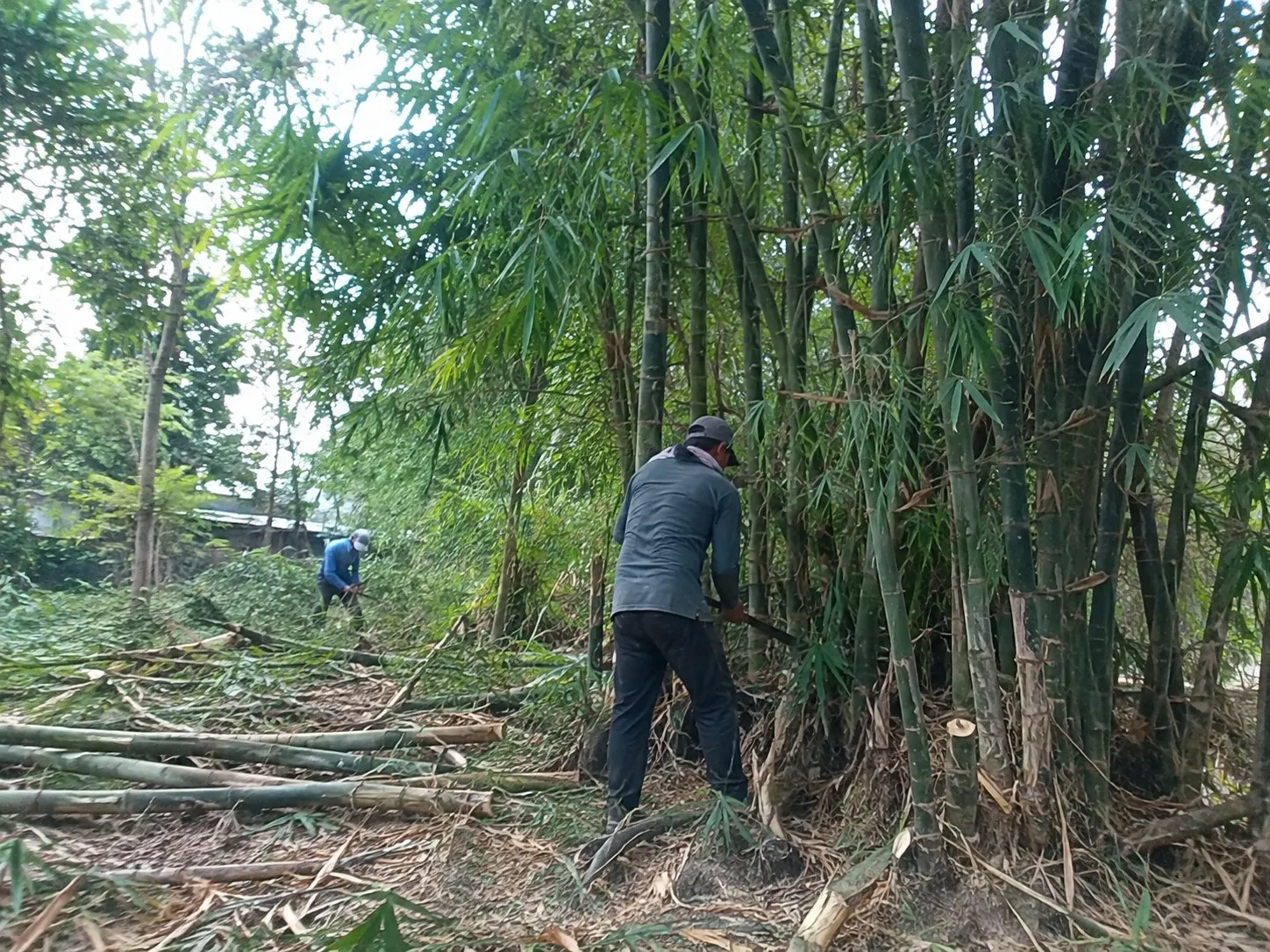 Weed and Vegetation Control