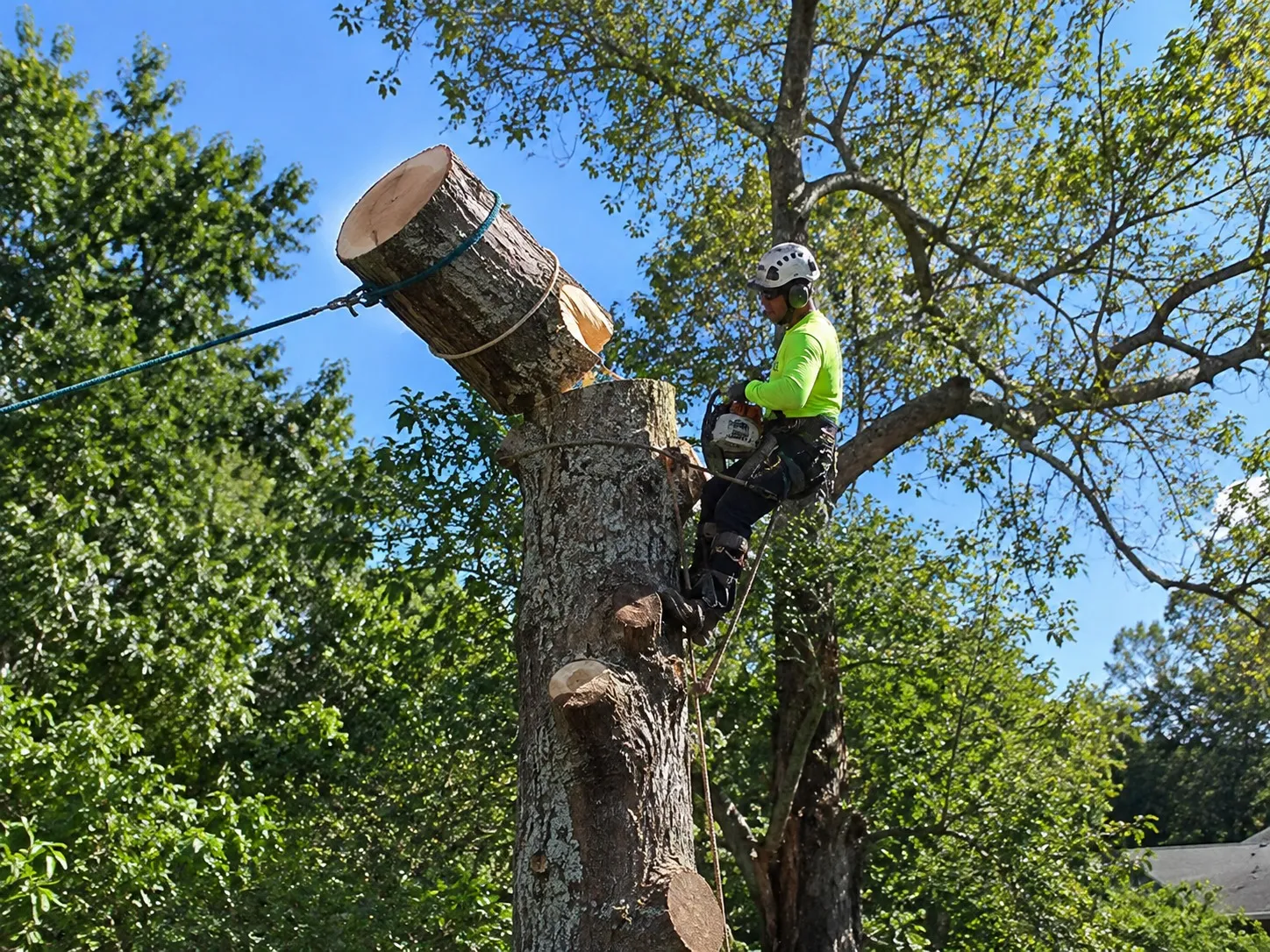 Crane-Assisted Tree Removal