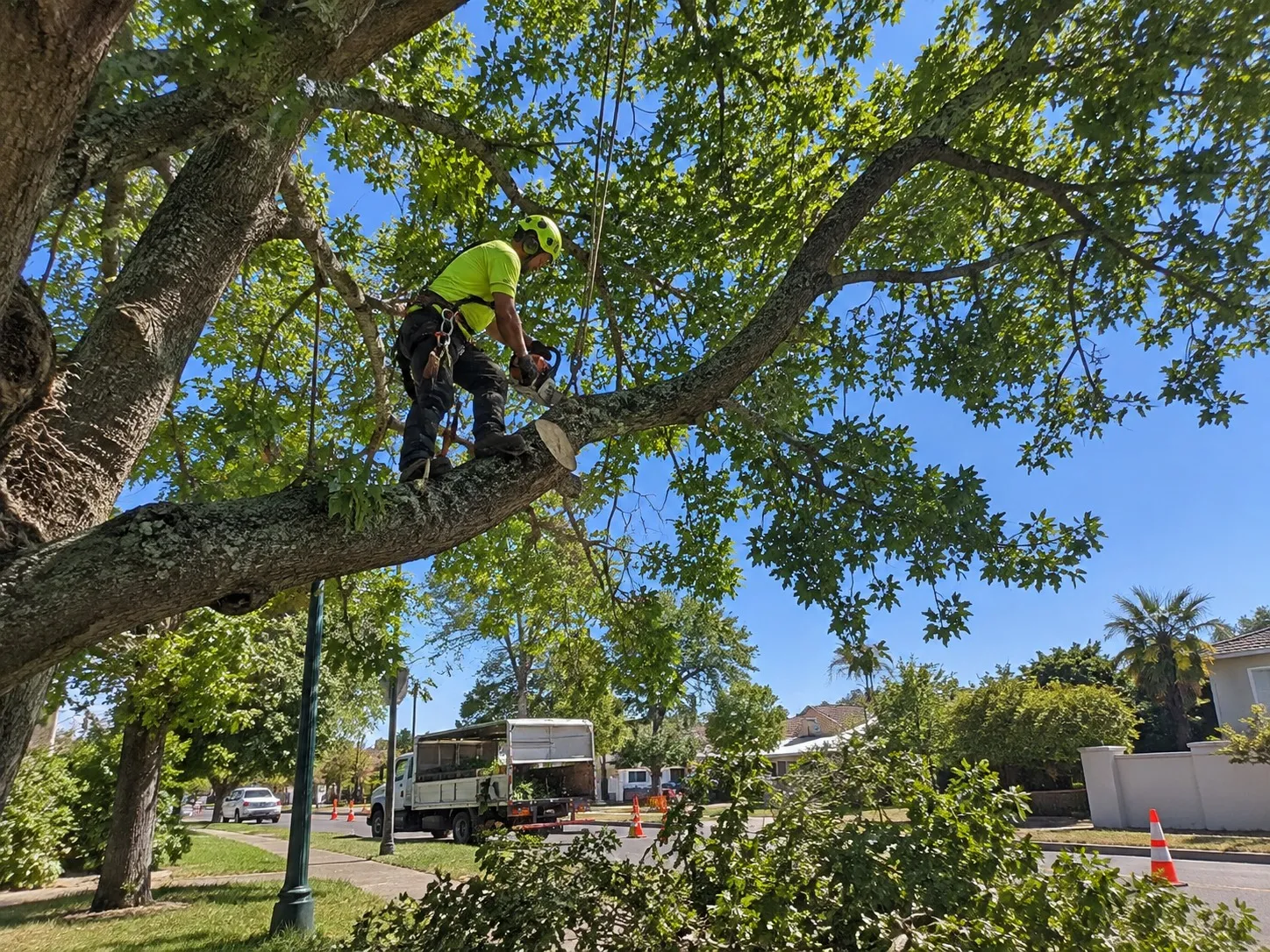 Hazard Tree Risk Assessment