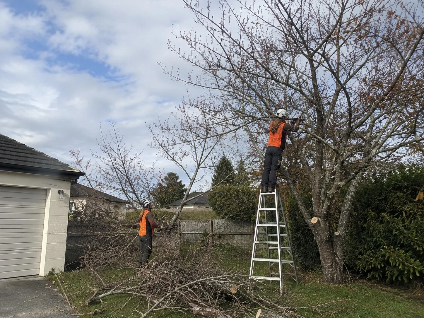 Fruit Tree Pruning