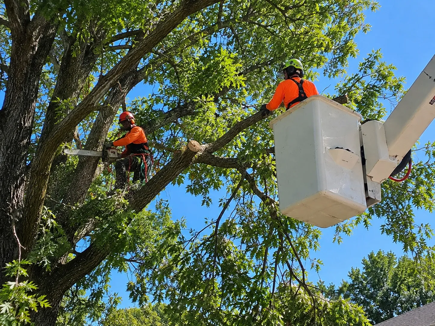 Powerline Tree Clearance