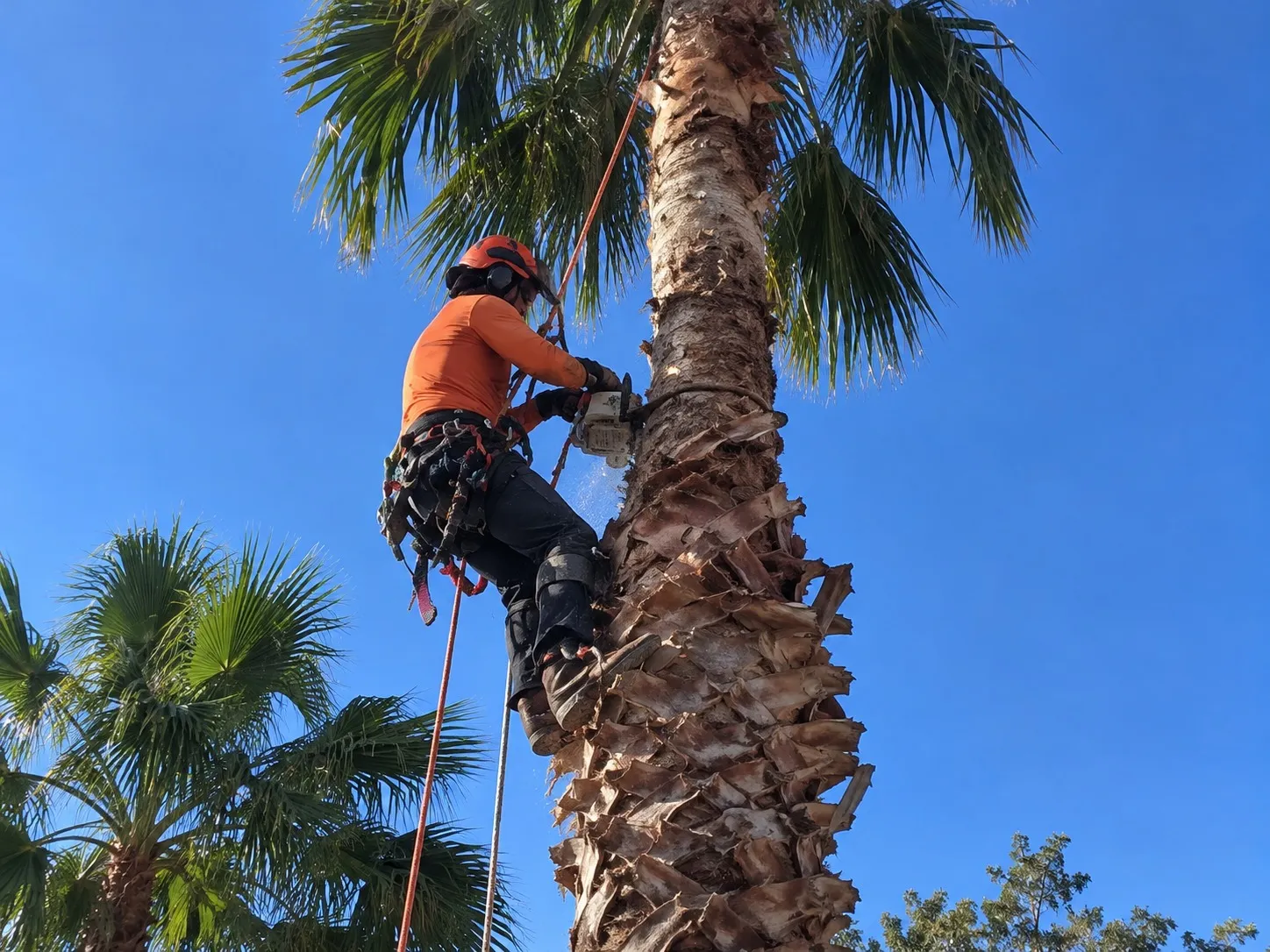 Palm Tree Removal
