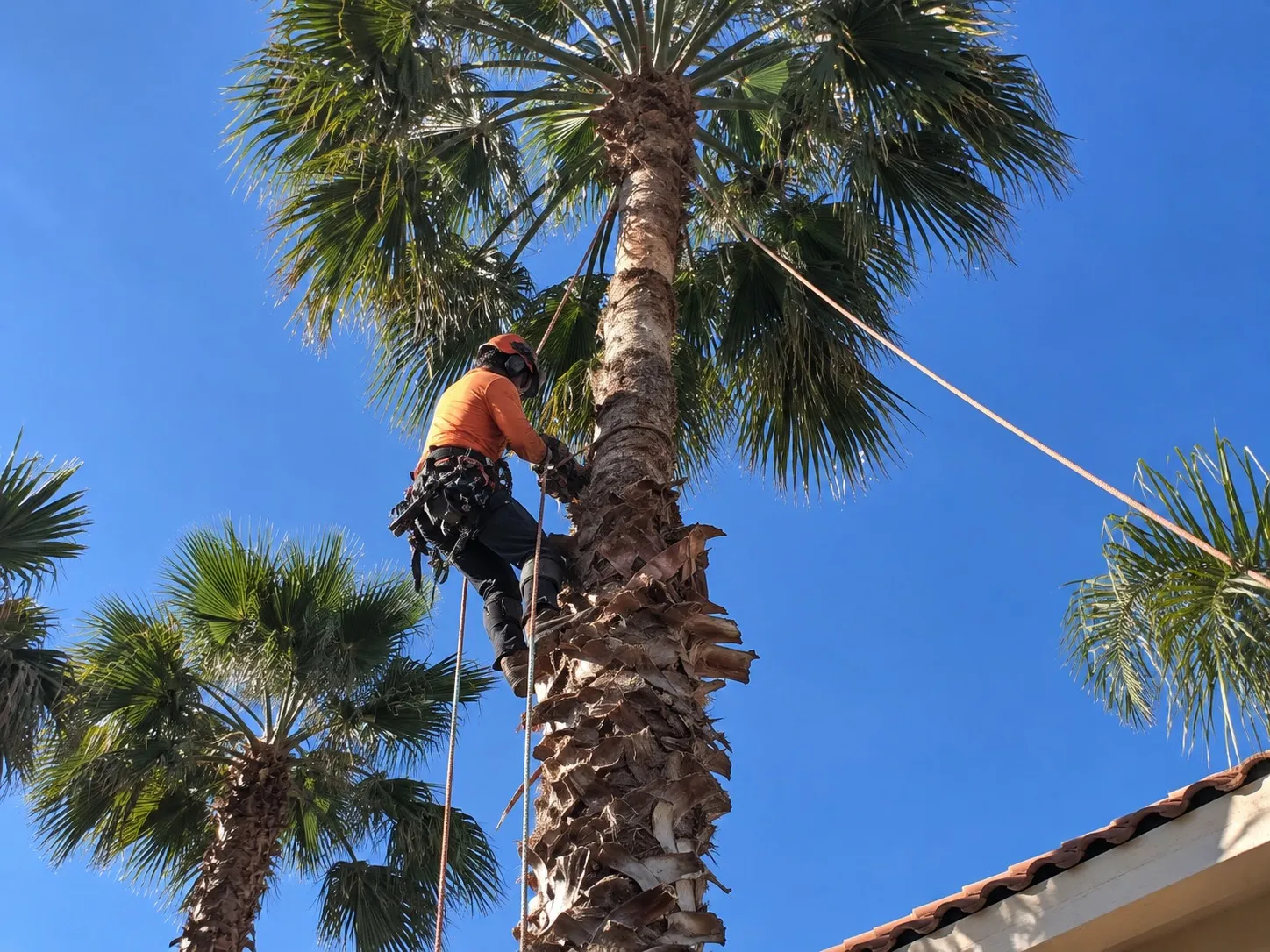 Palm Tree Trimming