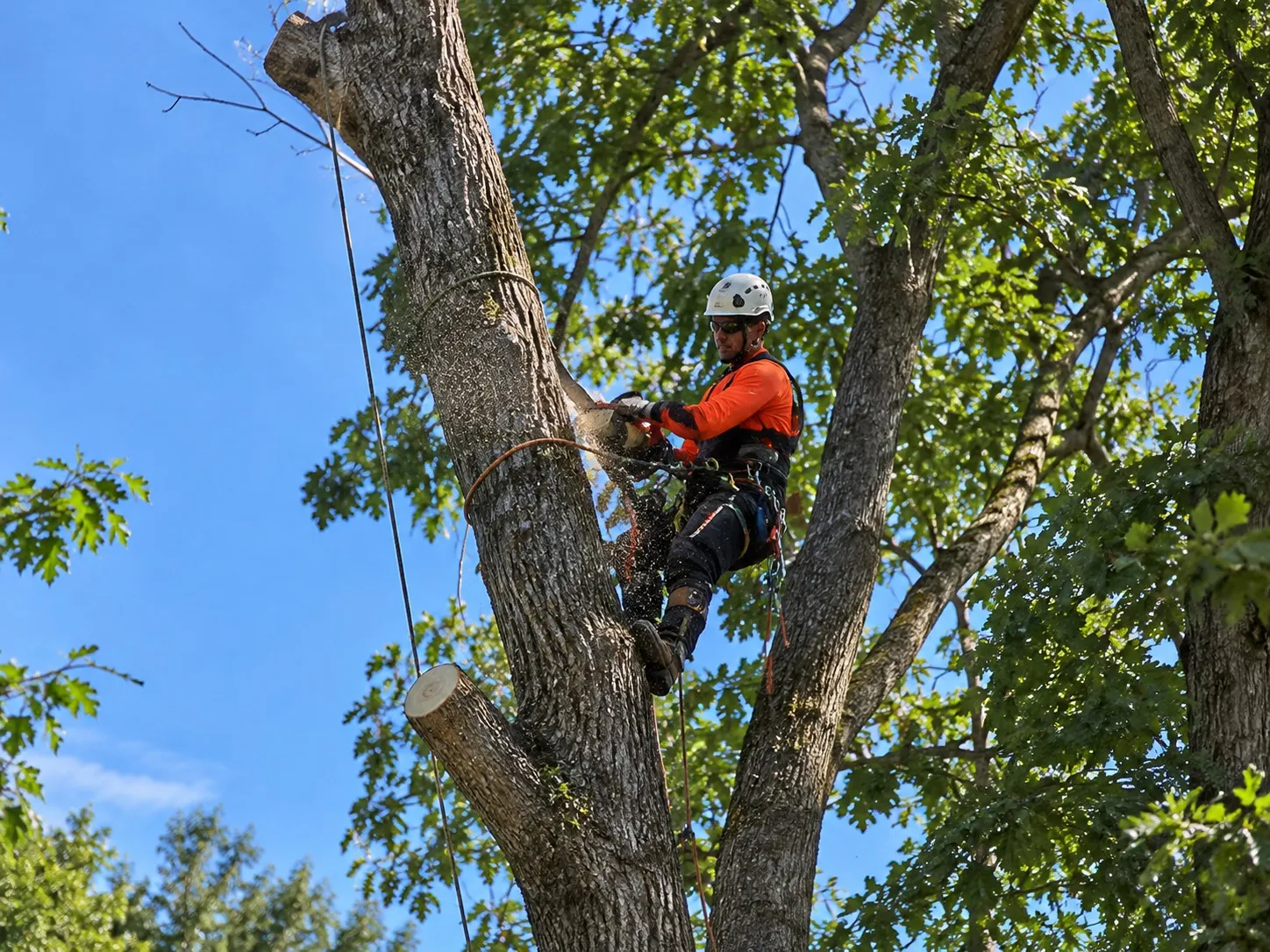 Protected Tree Consent Assistance