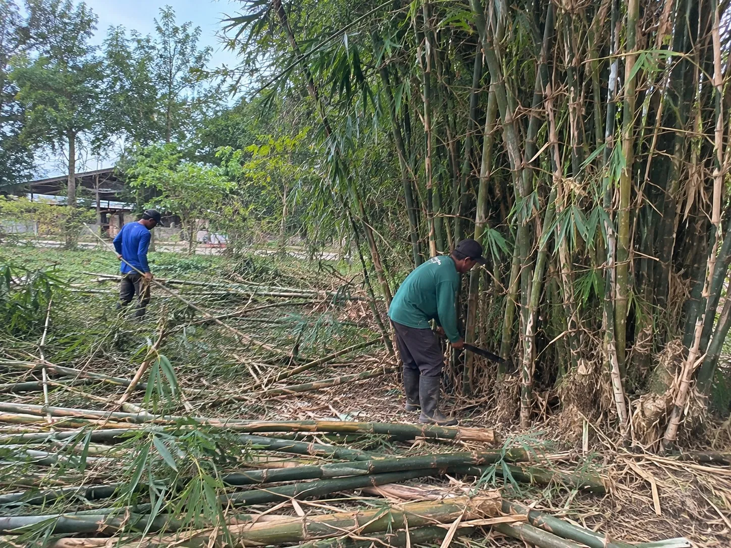 Bamboo Removal in Wellington