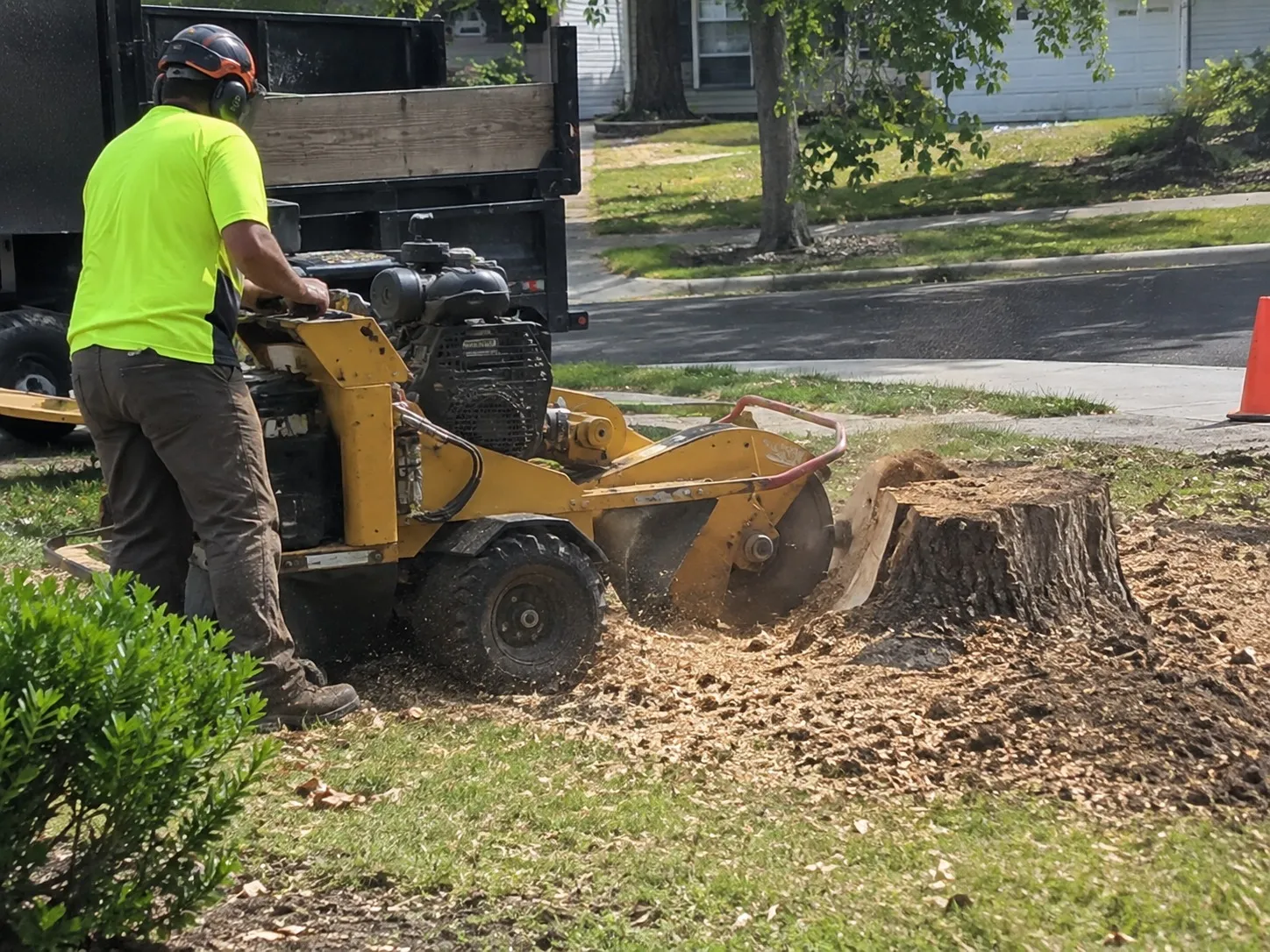 Root Removal and Root Management