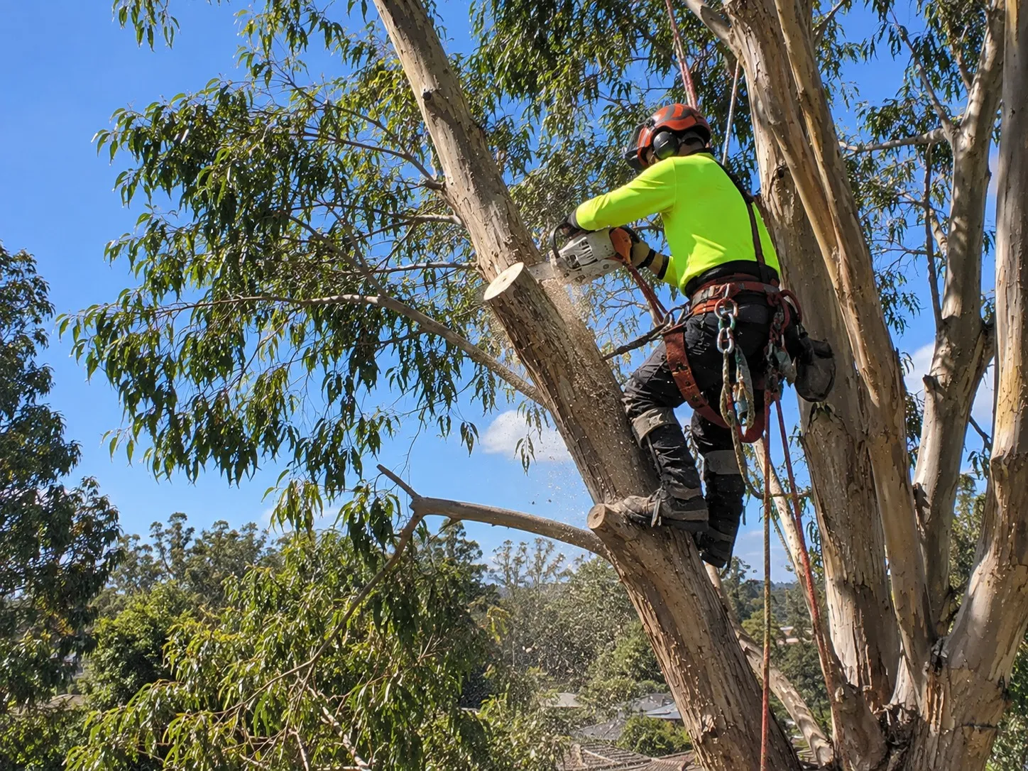 Tree Clearance for Building Construction