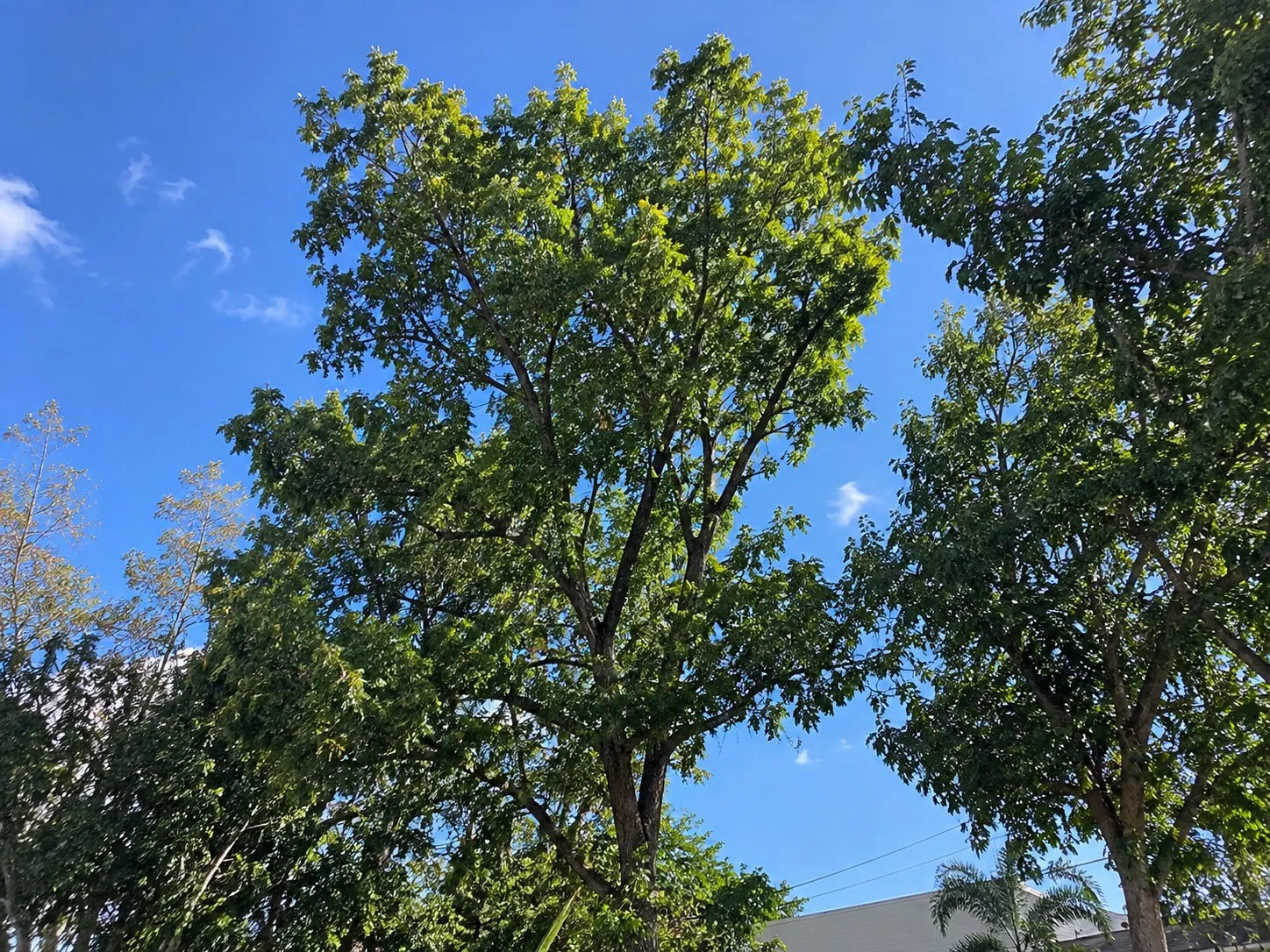 Tree Health Assessment and Treatment