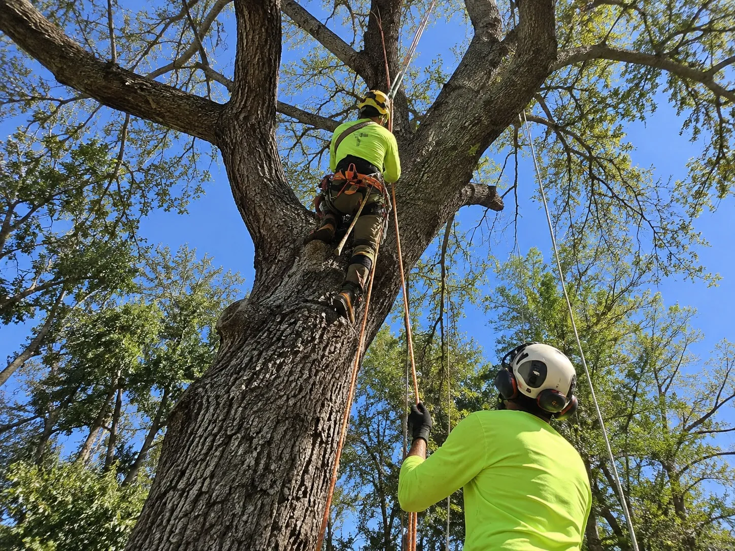 Crane-Assisted Tree Removal in Wellington