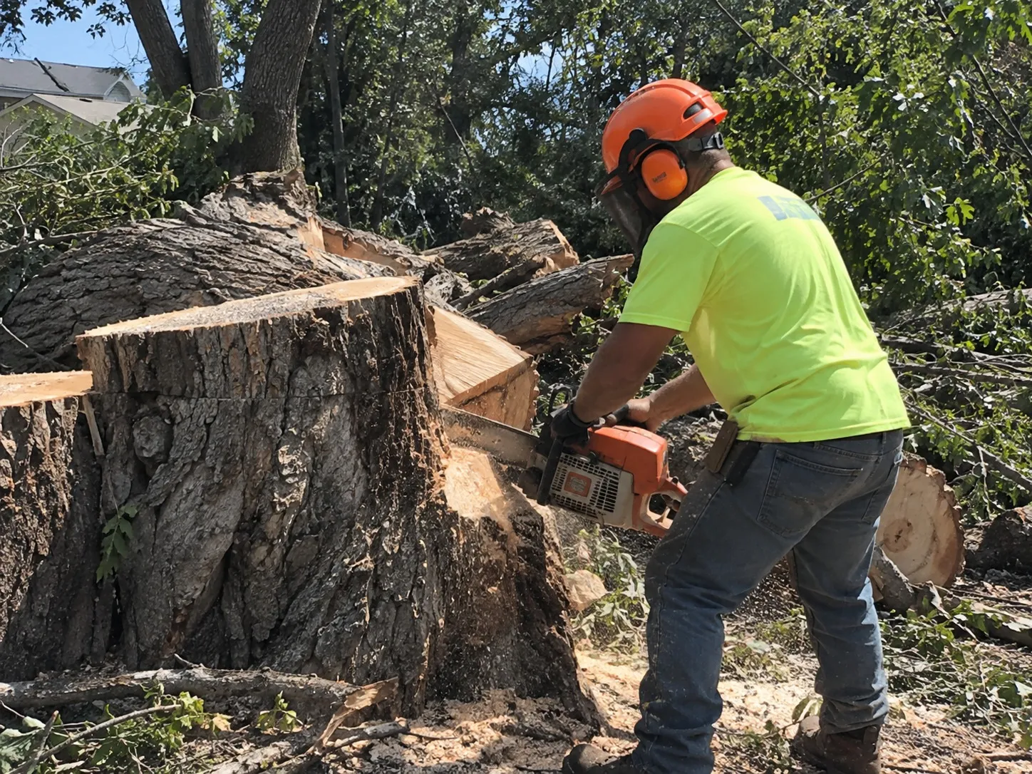 Stump grinder removing a tree stump in Wellington