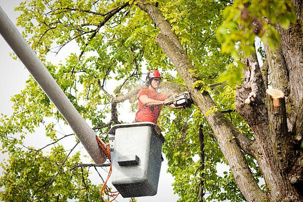 tree arborist in wellington