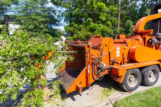 tree trimming wellington